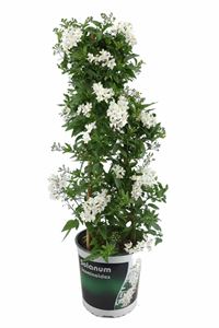 Afbeelding van KP19 Solanum jasminoides Piramide